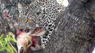 The Mac OS X Snow Leopard Applications Blacklist